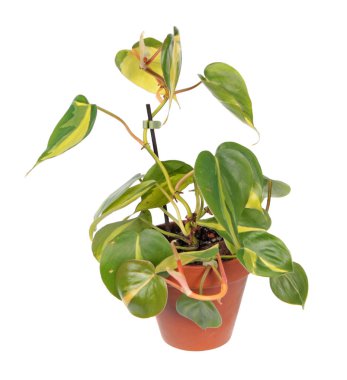 Philodendron hederaceum var. oxycardium (syn. Philodendron scandens subsp. oxycardium) beyaz arka plan üzerinde izole saksı da alacalı yeşil yaprakları ile
