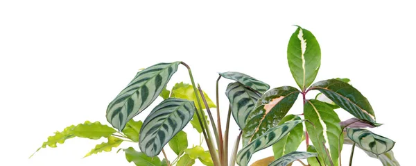 Тропические Границы Растений Различными Экзотическими Зелеными Растениями Изолированы Белом Фоне — стоковое фото