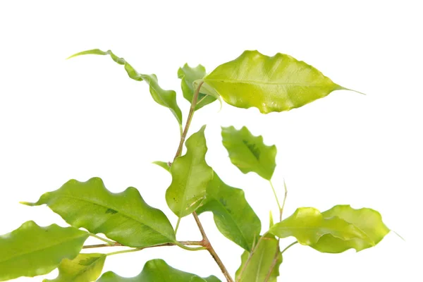 白い背景に隔離された緑の葉を持つフィカス ベンジャミナまたは泣くイチジク 品種ゴールデンモニーク — ストック写真