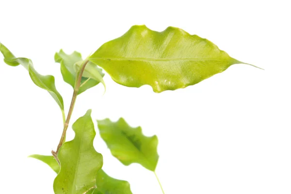 Gren Ficus Benjamina Eller Gråtande Fig Cultivar Golden Monique Med — Stockfoto