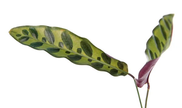 カラテア ランシフォリアまたはガラガラヘビ植物 カラテア インサインシス の斑点葉が白い背景に隔離された — ストック写真
