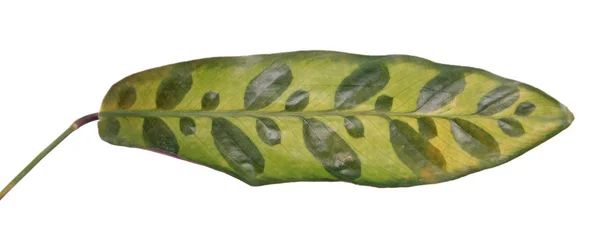 カラシア ランシフォリアまたはガラガラヘビ植物 カラテア インサインシス の斑点のある緑色の葉が白い背景に隔離された — ストック写真
