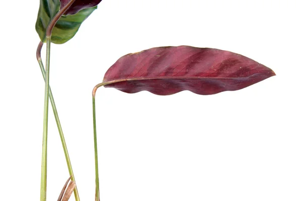 カラシア ランシフォリアまたはガラガラヘビ植物の紫色の葉 カラテア インサインシス 白い背景に隔離 — ストック写真