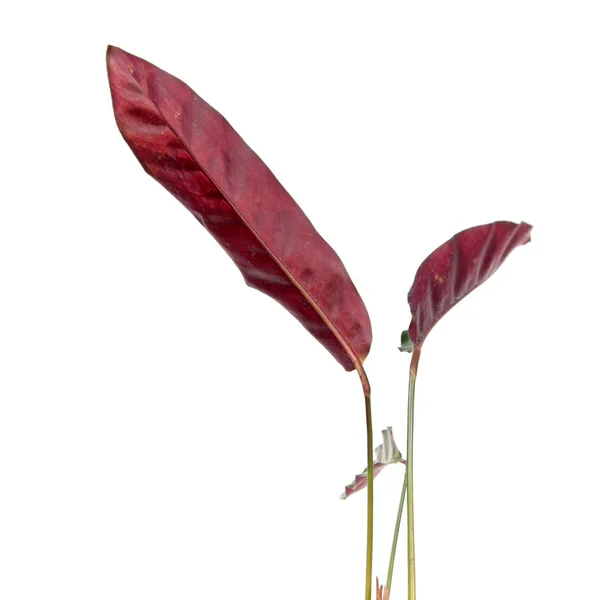 Purpurové Listy Calathey Lancifolia Nebo Chřestýše Syn Calathea Insignis Izolované — Stock fotografie