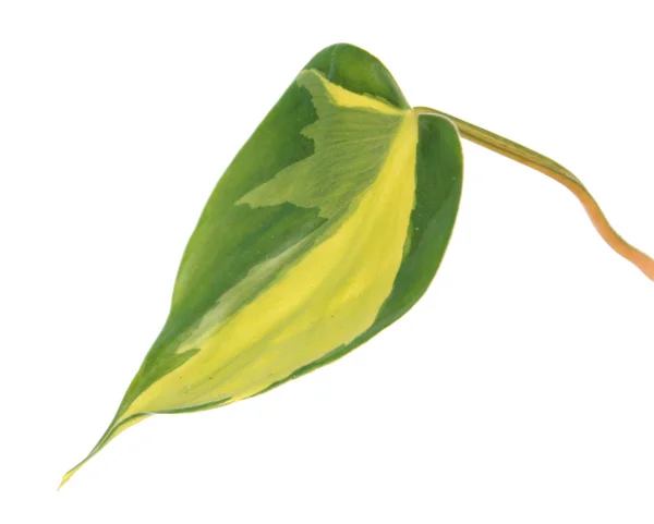 Variegated Zielony Liść Philodendron Hederaceum Var Australis Syn Philodendron Pnąca — Zdjęcie stockowe