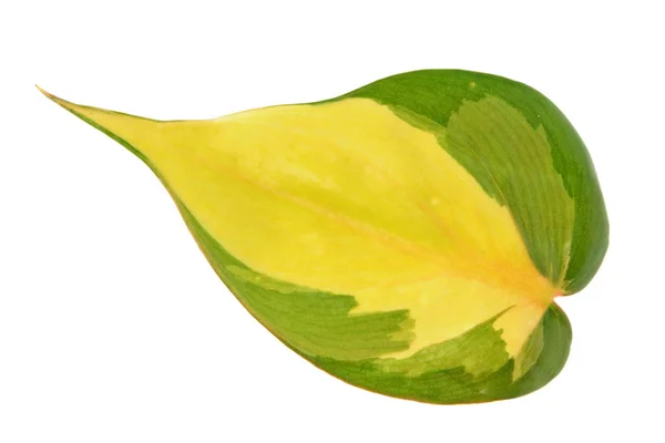 フィロデンドロンヘデラセウムVar オキシカルジウム フィロデンドロン スキャンデンス サブSp オキシカルジウム の多様な緑色の葉が白い背景に分離された — ストック写真