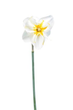 Beyaz arka plan üzerinde narcissus çiçek yakın