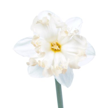 Beyaz arka plan üzerinde narcissus çiçek yakın