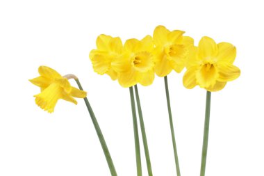 beyaz zemin üzerine sarı nergis çiçek yakın çekim