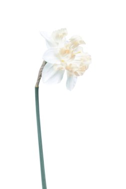 Beyaz arka plan üzerinde narcissus çiçek yakın