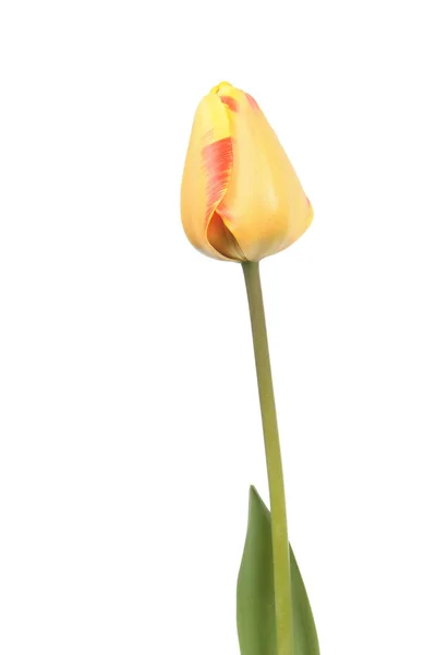 Zavináč Žlutě Tulipán Bílém Pozadí — Stock fotografie