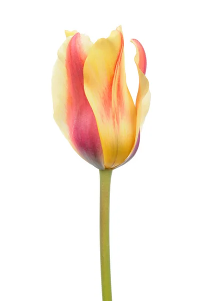Zavináč Žlutě Tulipán Bílém Pozadí — Stock fotografie