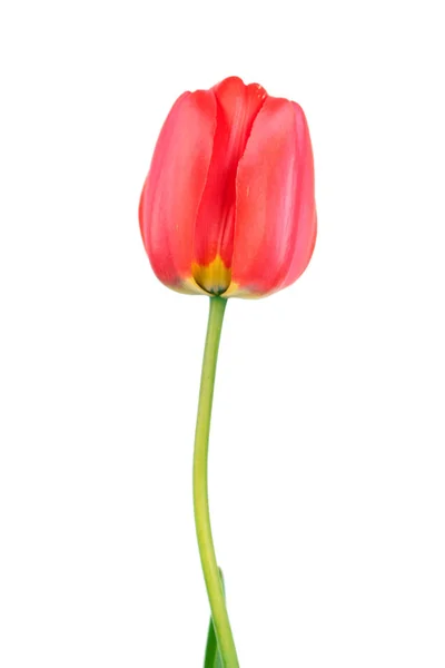 Zavináč Červené Tulipán Bílém Pozadí — Stock fotografie