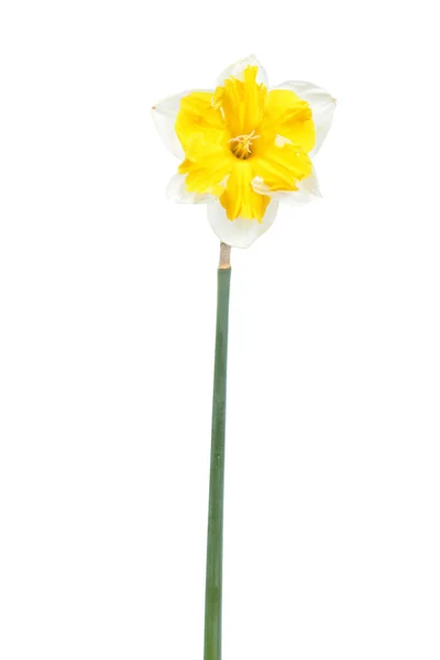 Közeli Nárcisz Virág Fehér Alapon — Stock Fotó