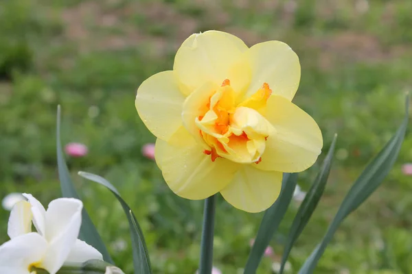 Primer Plano Narciso Flores Jardín — Foto de Stock