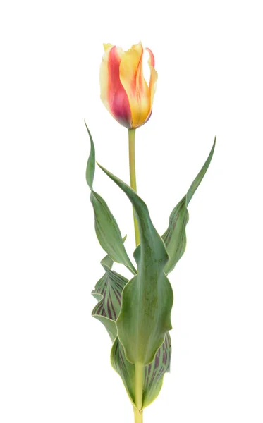 Close Van Gele Tulp Bloem Met Bladeren Witte Achtergrond — Stockfoto