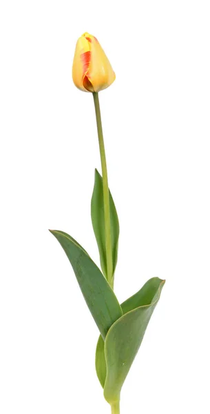 Close Flor Tulipa Amarela Com Folhas Fundo Branco — Fotografia de Stock