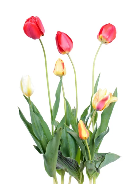 Uzavření Červených Žlutých Tulipánových Květů Bílém Pozadí — Stock fotografie