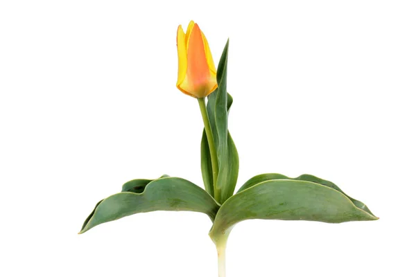 Közelről Sárga Tulipán Virág Levelei Fehér Alapon — Stock Fotó
