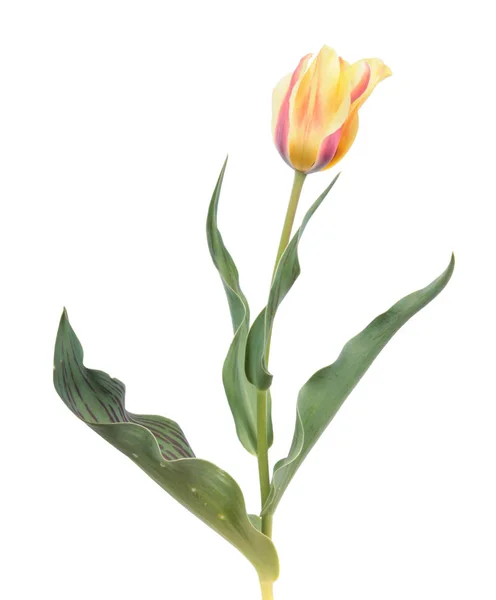 Close Flor Tulipa Amarela Com Folhas Fundo Branco — Fotografia de Stock