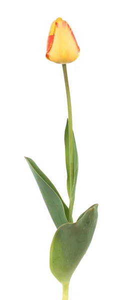 Uzavřete Žlutý Tulipán Listy Bílém Pozadí — Stock fotografie