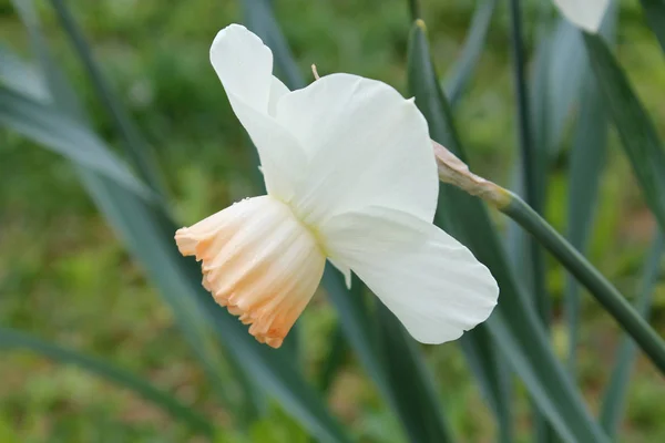 Primer Plano Flor Narciso Jardín —  Fotos de Stock