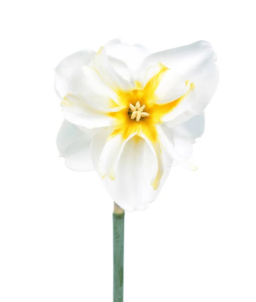 Tutup Bunga Narsis Pada Latar Belakang Putih — Stok Foto