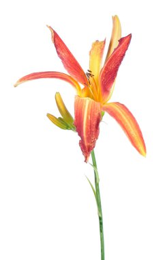 Daylily (Hemerocallis) turuncu çiçek yakın çekim beyaz arka plan üzerinde izole. Örümcek bahçe grubundan çeşitleri