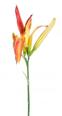 Daylily (Hemerocallis) turuncu çiçek yakın çekim beyaz arka plan üzerinde izole. Örümcek bahçe grubundan çeşitleri