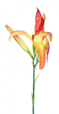 Daylily (Hemerocallis) turuncu çiçek yakın çekim beyaz arka plan üzerinde izole. Örümcek bahçe grubundan çeşitleri