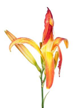 Daylily (Hemerocallis) turuncu çiçek yakın çekim beyaz arka plan üzerinde izole. Örümcek bahçe grubundan çeşitleri