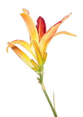 Daylily (Hemerocallis) turuncu çiçek yakın çekim beyaz arka plan üzerinde izole. Örümcek bahçe grubundan çeşitleri