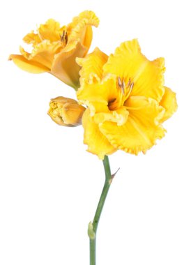 Daylily (Hemerocallis) parlak sarı çiçekler yakın çekim beyaz arka plan üzerinde izole