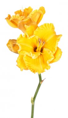 Daylily (Hemerocallis) parlak sarı çiçekler yakın çekim beyaz arka plan üzerinde izole
