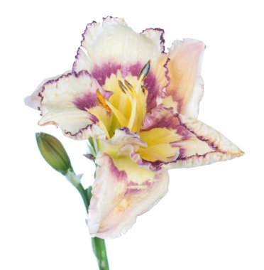 Daylily (Hemerocallis) beyaz çiçek yakın çekim beyaz arka plan üzerinde izole