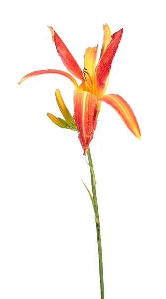 Daylily Hemerocallis Oranžová Květinová Blízkina Izolovaná Bílém Pozadí Kultivar Skupiny — Stock fotografie