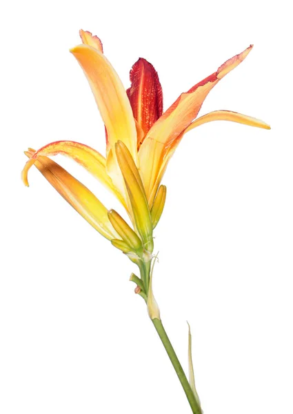 Daylily Hemerocallis Oranje Bloem Close Geïsoleerd Witte Achtergrond Cultivar Van — Stockfoto