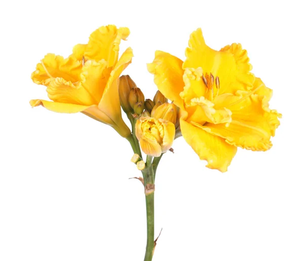 Яркие Желтые Цветки Дайлилей Гемероксов Крупным Планом Выделяются Белом Фоне — стоковое фото