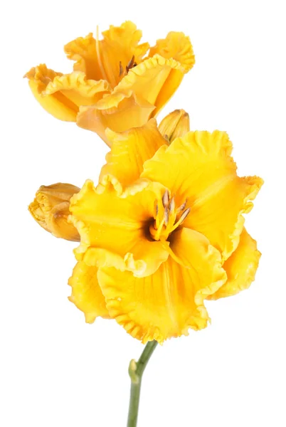 Daylily Hemerocallis Helder Gele Bloemen Close Geïsoleerd Witte Achtergrond — Stockfoto