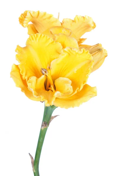 Daylily Hemerocallis Flores Amarelas Brilhantes Close Isolado Fundo Branco — Fotografia de Stock