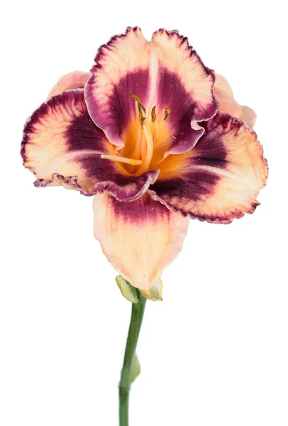 Daylily 赫梅罗卡里斯 花特写 孤立在白色背景上 培养与粉红色花与深紫色的眼睛 — 图库照片