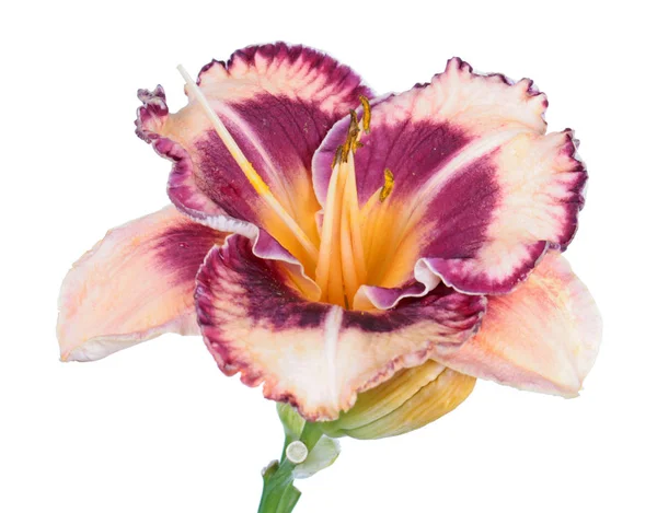 Daylily Hemerocallis Květinová Blízkina Izolovaná Bílém Pozadí Kultivar Růžovou Květinou — Stock fotografie