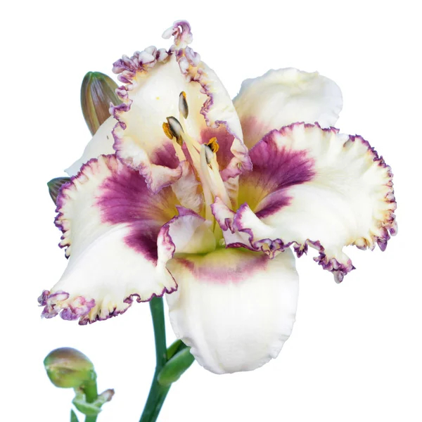 Daylily Hemerocallis Bílá Květinová Blízkina Izolovaná Bílém Pozadí — Stock fotografie