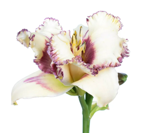 Daylily Hemerocallis 白花特写隔离在白色背景上 — 图库照片