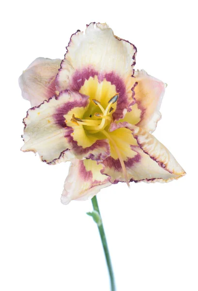 Daylily Hemerocallis Flor Branca Close Isolado Fundo Branco — Fotografia de Stock