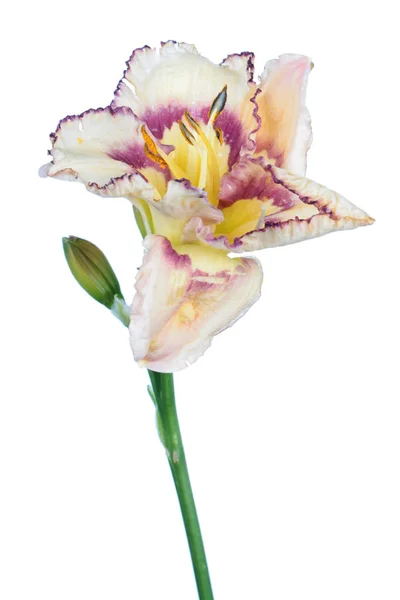 Daylily Hemerocallis Flor Branca Close Isolado Fundo Branco — Fotografia de Stock