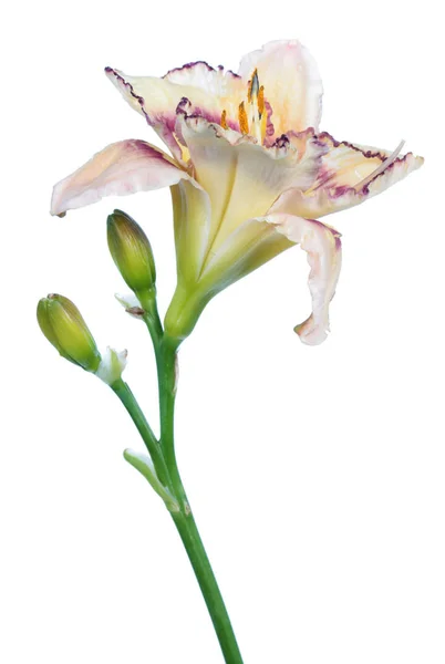 Taglilie Hemerocallis Weiße Blume Nahaufnahme Isoliert Auf Weißem Hintergrund — Stockfoto