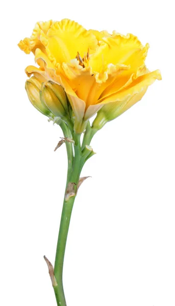 Daylily Hemerocallis 亮黄色的花朵特写隔离在白色背景上 图库图片