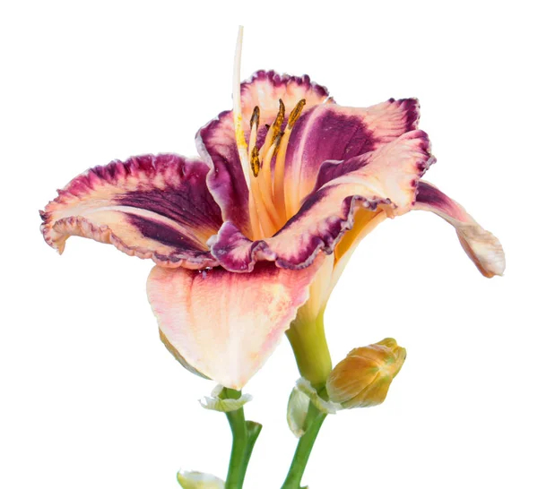 Daylily 赫梅罗卡里斯 花特写 孤立在白色背景上 培养与粉红色花与深紫色的眼睛 图库图片