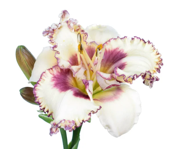Денлі Гемерокалліс Біла Квітка Крупним Планом Ізольована Білому Тлі Стокове Фото
